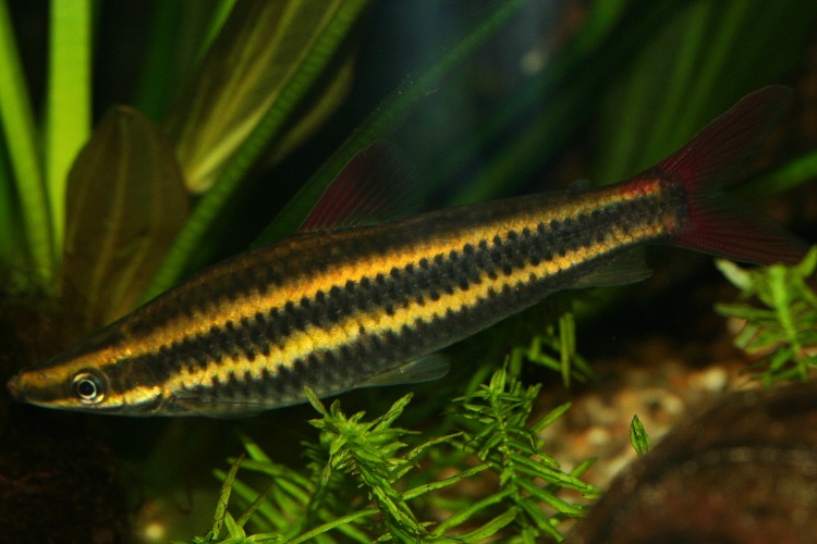 Anostomus anostomus